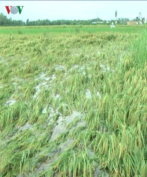 Bão số 1 gây mưa lớn, hàng nghìn ha lúa ở Bạc Liêu bị thiệt hại - Ảnh 1.