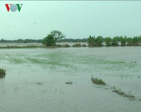 Bão số 1 gây mưa lớn, hàng nghìn ha lúa ở Bạc Liêu bị thiệt hại - Ảnh 2.