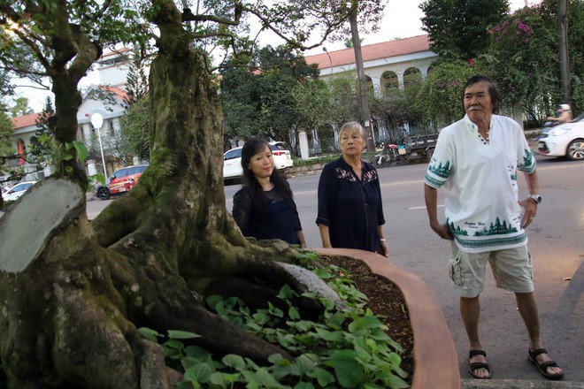 Cận cảnh cây khế đầu heo có giá nửa tỷ đồng được bày bán thu hút người dân Sài Gòn - Ảnh 14.