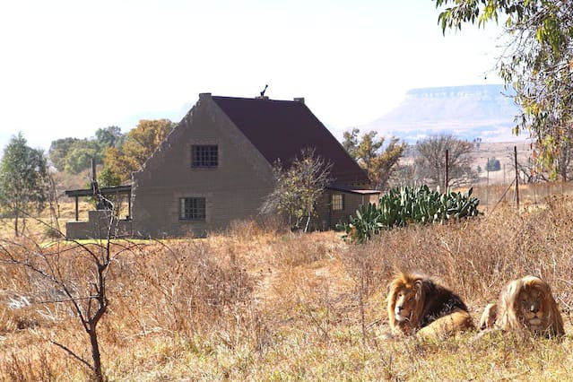 Với 77 con sư tử canh gác, nhà nghỉ đặc biệt này dành cho người yêu thiên nhiên ghét bị làm phiền - Ảnh 1.