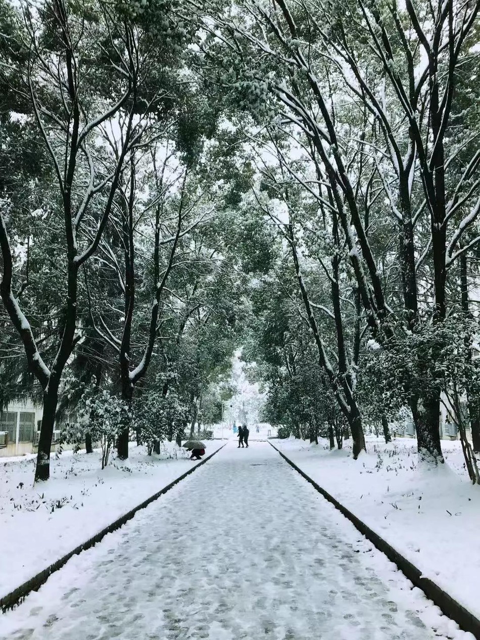 Tuyết rơi trắng trời tạo nên khung cảnh đẹp nao lòng tại các trường đại học Photo-1-15466079584571633418465