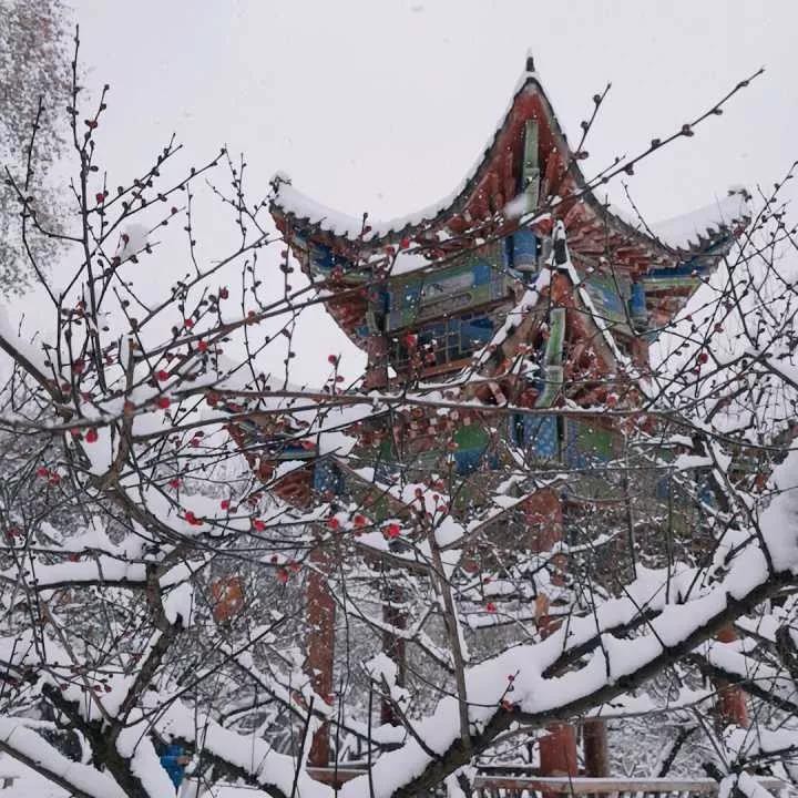 Tuyết rơi trắng trời tạo nên khung cảnh đẹp nao lòng tại các trường đại học Photo-1-1546608034516724181124