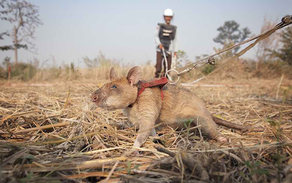 Voi sợ chuột, nhưng voi châu Phi lại đang được cứu nhờ chúng và đây là lý do - Ảnh 2.