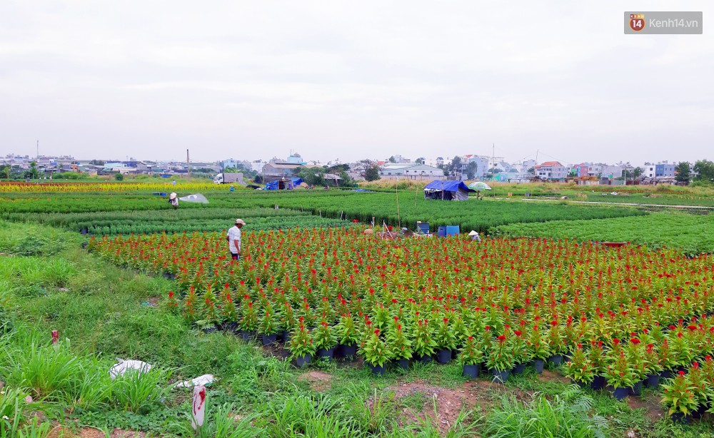 Hoa bắt đầu chớm nở, nhà vườn Sài Gòn ngày đêm chăm sóc để kịp cho người dân mua sắm đón Tết Kỷ Hợi 2019 - Ảnh 1.