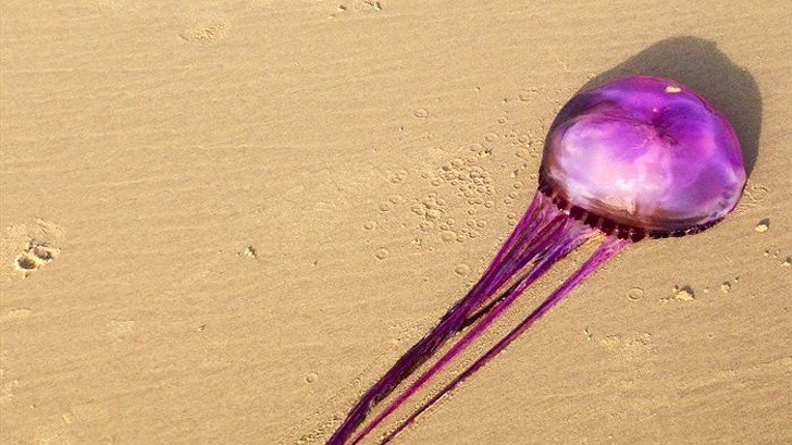 Loạt ảnh từ ngộ nghĩnh đến kinh dị khiến ta nhận ra thế giới này không hề đơn giản - Ảnh 12. Loạt ảnh từ ngộ nghĩnh đến kinh dị khiến ta nhận ra thế giới này không hề đơn giản - Ảnh 12.