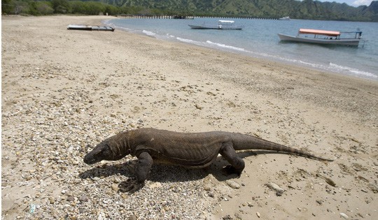 Indonesia hủy kế hoạch đóng cửa đảo rồng Komodo - Ảnh 1.