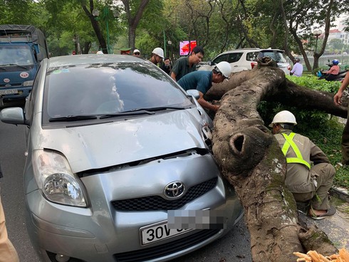 Hà Nội: Cây xanh bất ngờ bật gốc, đè vào ô tô đang đi trên đường Thanh Niên - Ảnh 1.