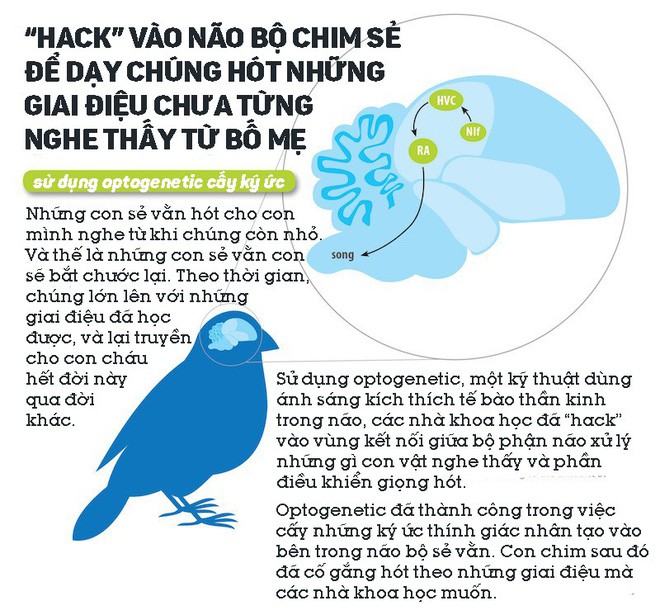 Các nhà khoa học hack vào não bộ chim sẻ, dạy chúng hót những giai điệu chưa từng nghe thấy từ bố mẹ - Ảnh 1.