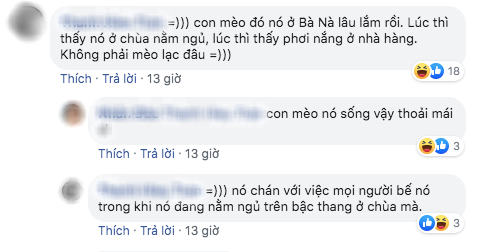 Dân mạng chết cười với hình ảnh chú mèo xuất hiện ở Cầu Vàng: Trẫm là “hoàng thượng”, cần gì phải mua vé! - Ảnh 4.