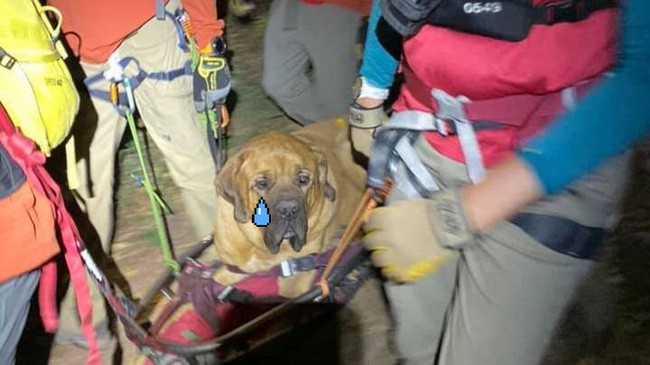 Chú chó nặng 86kg được nhân viên cứu hộ khiêng xuống núi vì xụi lơ không bước nổi - Ảnh 2.