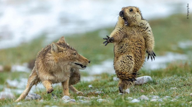 Bức ảnh sói dọa hú hồn chú sóc nhận Giải Nhất cuộc thi Nhiếp ảnh động vật hoang dã 2019 - Ảnh 1.