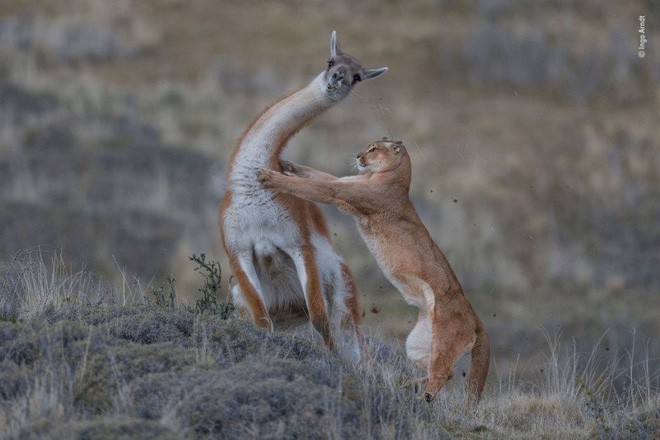Bức ảnh sói dọa hú hồn chú sóc nhận Giải Nhất cuộc thi Nhiếp ảnh động vật hoang dã 2019 - Ảnh 10.