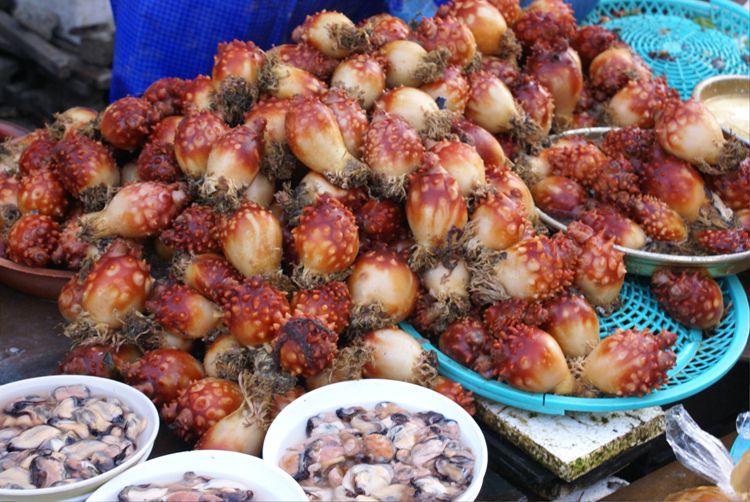 Hốt hoảng món “dứa biển” trong vlog mới của Quỳnh Trần JP: tưởng thực vật nhưng hoá ra lại là động vật, ăn vào còn có thể bị... “nghiện”? - Ảnh 5. Hốt hoảng món “dứa biển” trong vlog mới của Quỳnh Trần JP: tưởng thực vật nhưng hoá ra lại là động vật, ăn vào còn có thể bị... “nghiện”? - Ảnh 5.