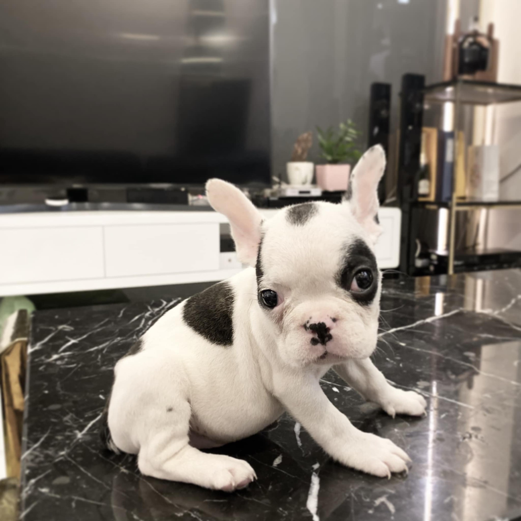 Đôi nam nữ bị người đàn ông ngăn cản dắt chó cưng trong chung cư cao cấp ở Sài Gòn và màn tranh cãi cực căng của dân mạng - Ảnh 5. Đôi nam nữ bị người đàn ông ngăn cản dắt chó cưng trong chung cư cao cấp ở Sài Gòn và màn tranh cãi cực căng của dân mạng - Ảnh 5.