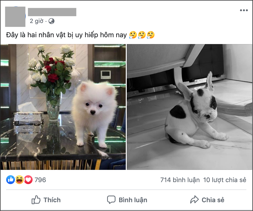 Đôi nam nữ bị người đàn ông ngăn cản dắt chó cưng trong chung cư cao cấp ở Sài Gòn và màn tranh cãi cực căng của dân mạng - Ảnh 3. Đôi nam nữ bị người đàn ông ngăn cản dắt chó cưng trong chung cư cao cấp ở Sài Gòn và màn tranh cãi cực căng của dân mạng - Ảnh 3.