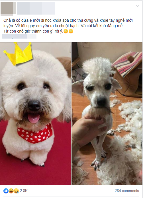 Thử tay nghề sau kh&oacute;a spa th&uacute; cưng v&agrave; c&aacute;i kết khiến boss đ&aacute;ng y&ecirc;u hờn cả thế giới - Ảnh 1.