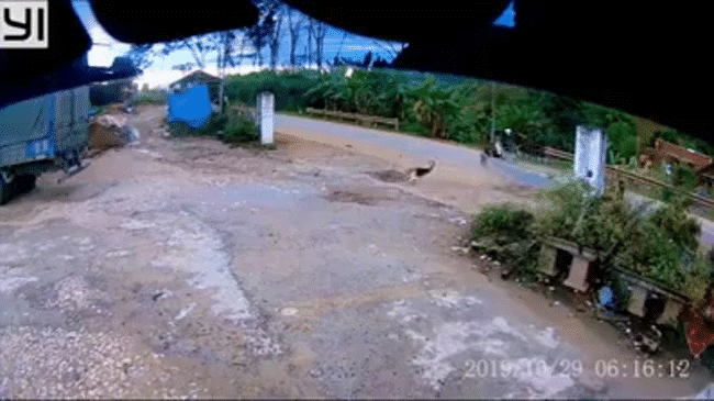 Clip: Xe máy ngã nhào xuống đường sau màn đụng độ 4 chú chó, tình cảnh khổ đau khiến dân mạng vừa thương vừa buồn cười - Ảnh 2.