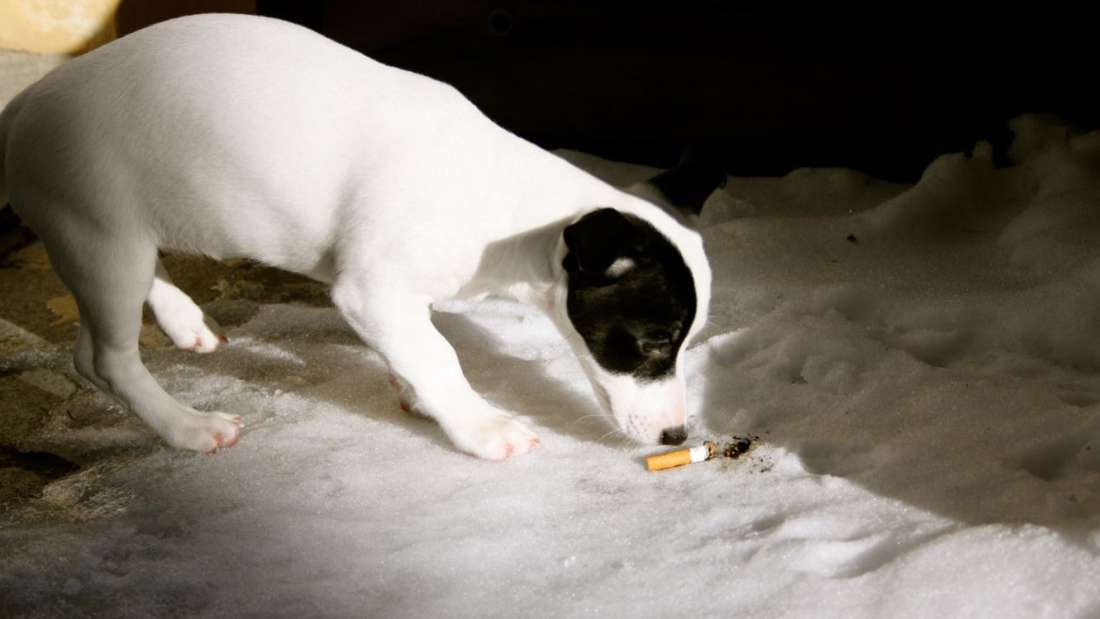 Kh&ocirc;ng chỉ hại con người, h&uacute;t thuốc l&aacute; khi đang nu&ocirc;i ch&oacute; m&egrave;o ch&iacute;nh l&agrave; giết chết ch&uacute;ng - Ảnh 2.