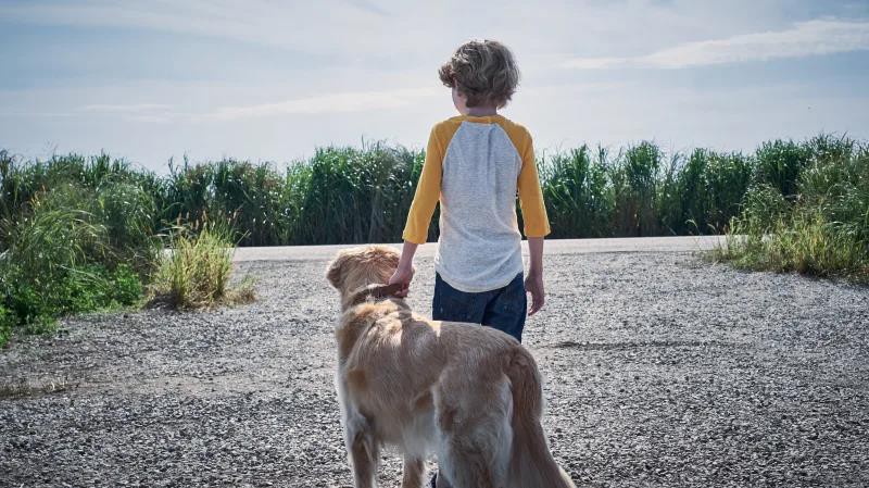 Review bom tấn kinh dị In The Tall Grass: V&agrave;i cọng cỏ xanh đu đưa cũng khiến ối người yếu b&oacute;ng v&iacute;a phải đ&oacute;ng bỉm - Ảnh 4.