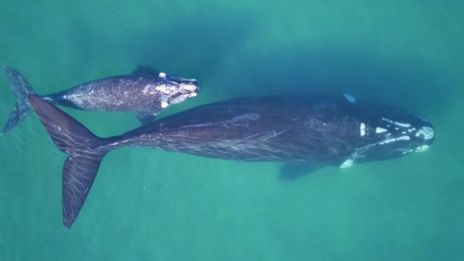 Một con cá voi có thể nặng đến cả trăm tấn nhưng làm sao khoa học biết được điều đó? - Ảnh 3.