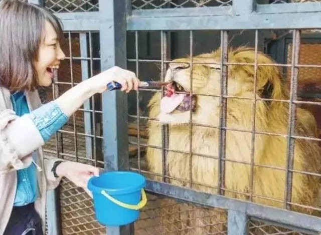 Sở thú nguy hiểm nhất nước Nhật, muốn vào phải ký bản cam kết tử thần nhưng vẫn thu hút rất đông khách du lịch tò mò ghé thăm - Ảnh 4.