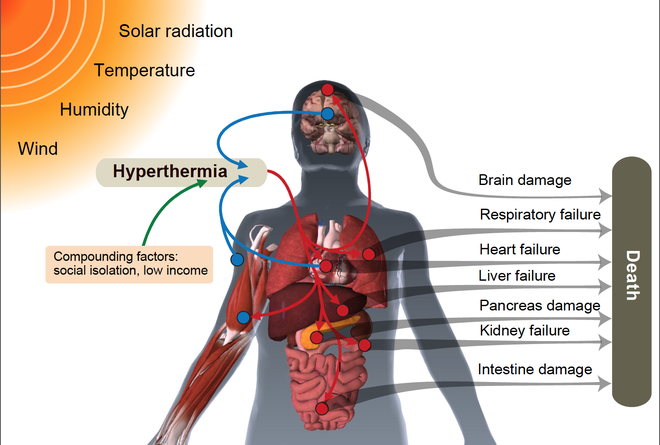 Khi nhiệt độ ngoài trời chạm ngưỡng 50 độ C, cơ thể con người sẽ sụp đổ như thế nào? - Ảnh 4.