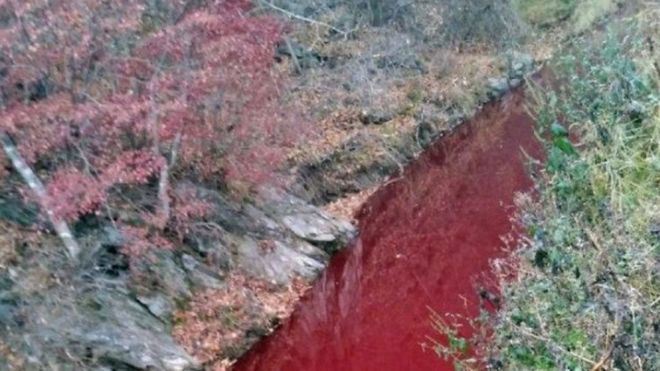 Nước sông tại Hàn Quốc bất ngờ hóa đỏ màu máu - Ảnh 1.