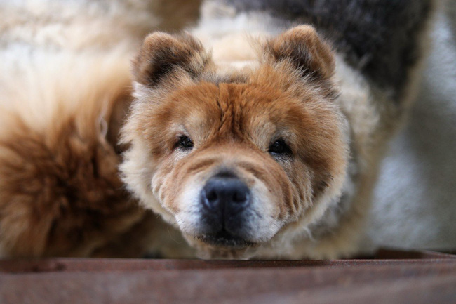 Người Hàn Quốc đổ xô mua thuốc thú y cho chó vì tin đồn chữa được ung thư - Ảnh 2.
