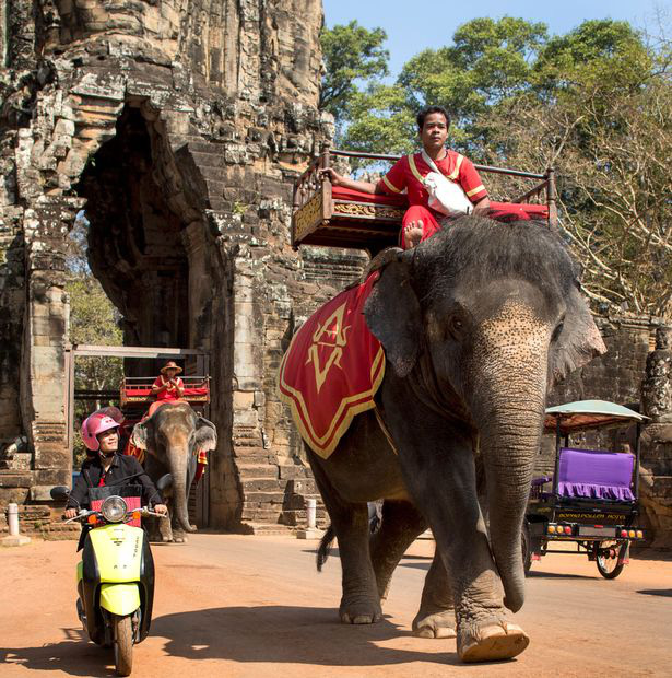 Sau làn sóng phẫn nộ từ dư luận, chính phủ Campuchia chính thức cấm cưỡi voi ở Angkor Wat - Ảnh 5.