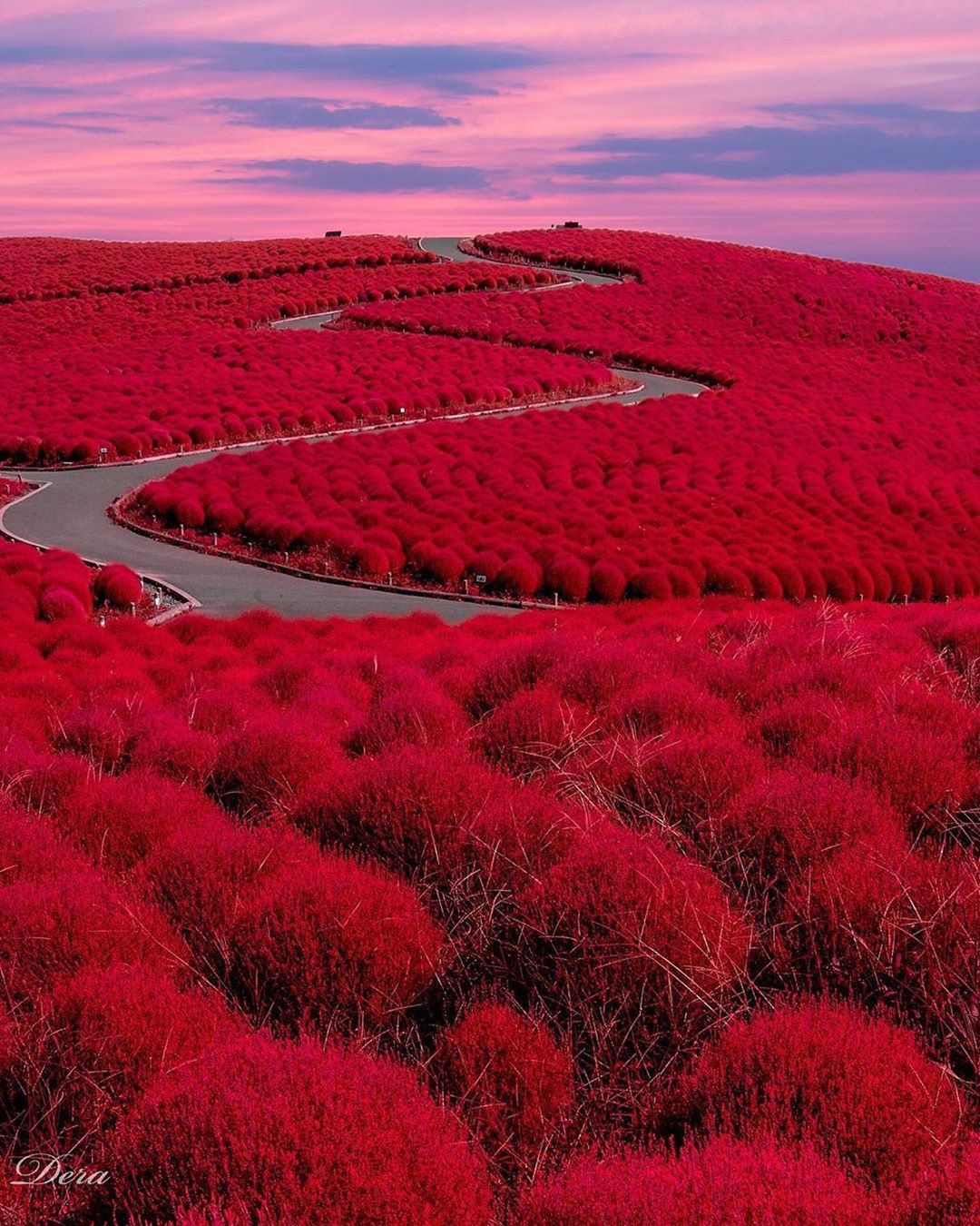 Đẹp nhất Nhật Bản mùa này chính là đồi cỏ Kochia đỏ rực, du khách đua nhau check-in đông không thấy lối đi - Ảnh 3.
