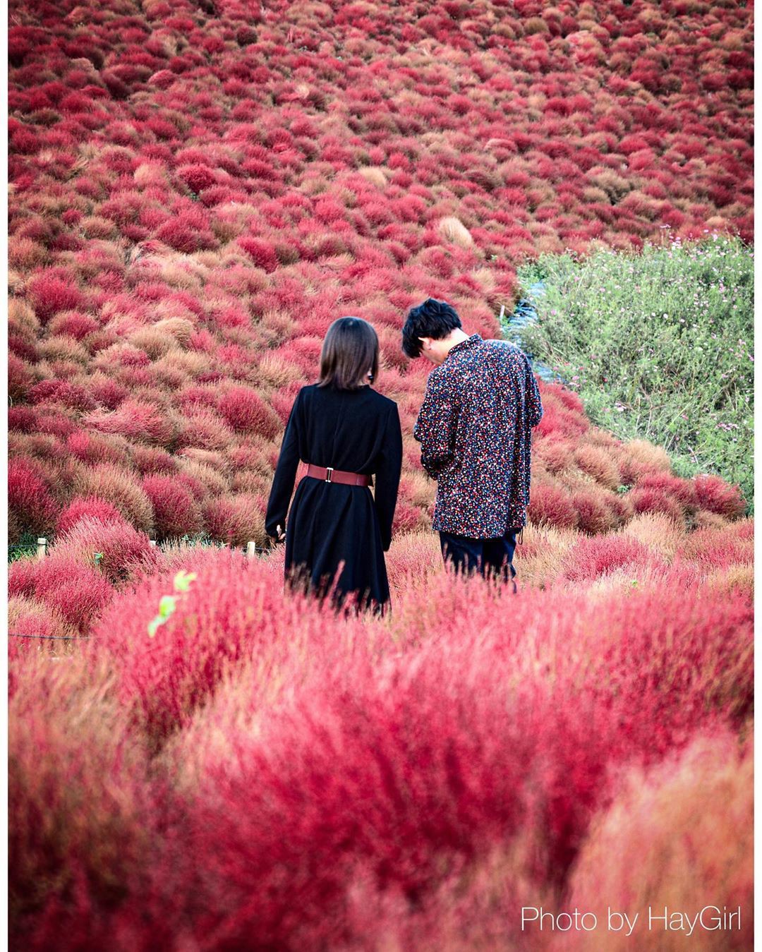 Đẹp nhất Nhật Bản mùa này chính là đồi cỏ Kochia đỏ rực, du khách đua nhau check-in đông không thấy lối đi - Ảnh 8.