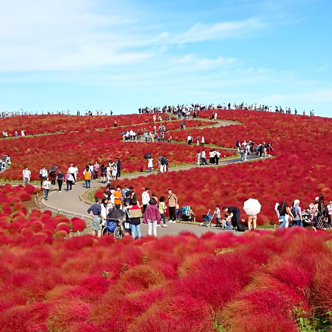 Đẹp nhất Nhật Bản mùa này chính là đồi cỏ Kochia đỏ rực, du khách đua nhau check-in đông không thấy lối đi - Ảnh 20.