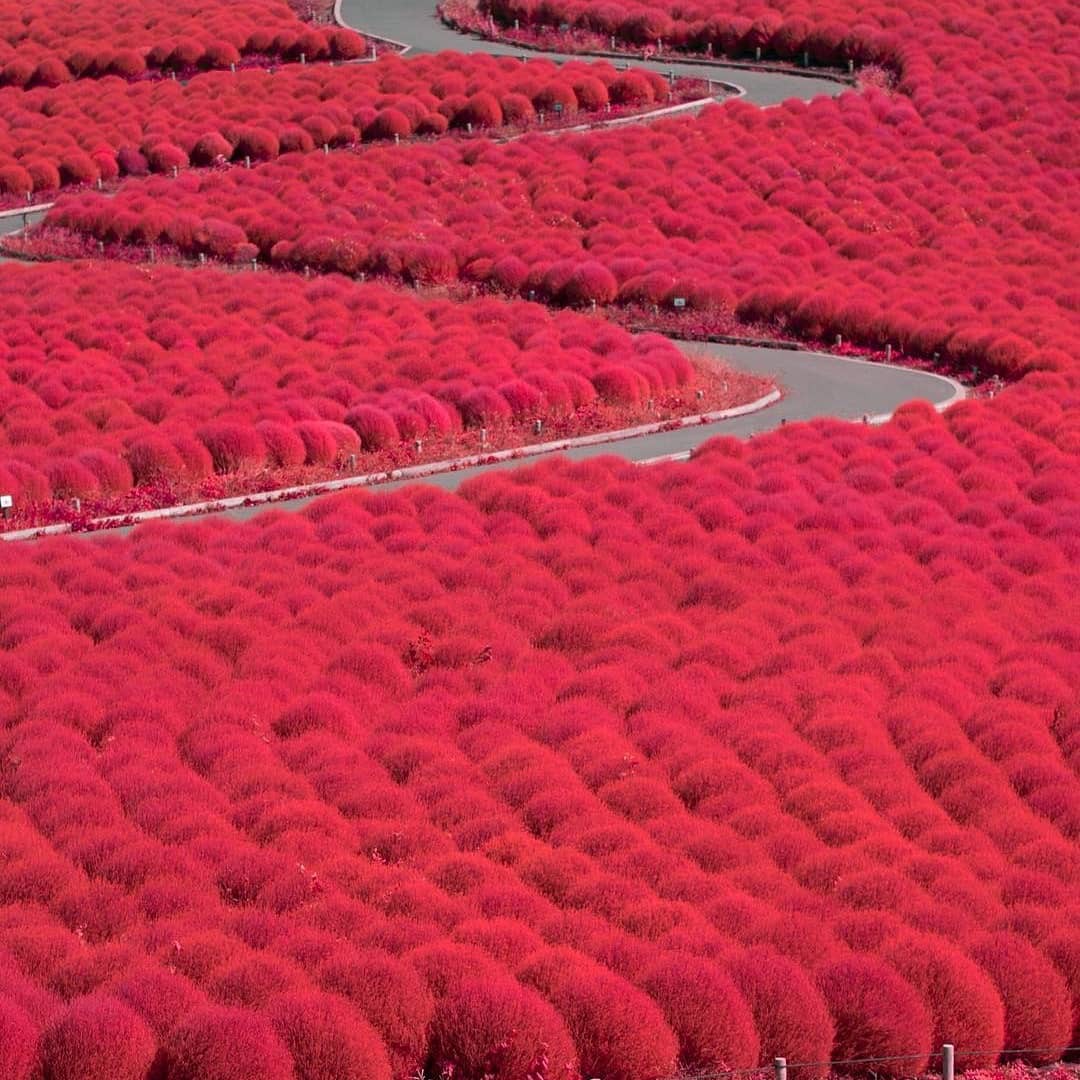 Đẹp nhất Nhật Bản mùa này chính là đồi cỏ Kochia đỏ rực, du khách đua nhau check-in đông không thấy lối đi - Ảnh 11.