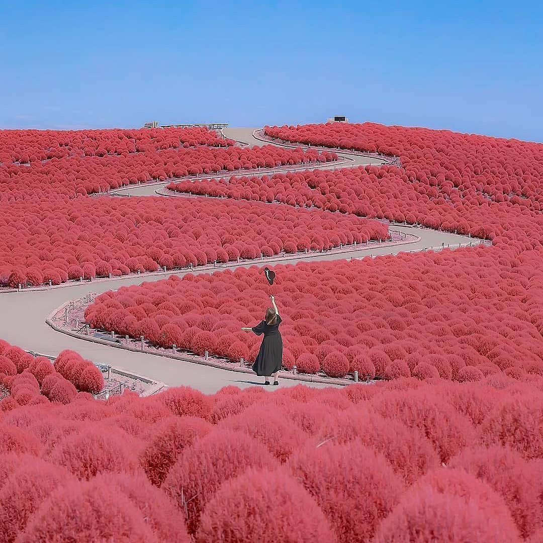 Đẹp nhất Nhật Bản mùa này chính là đồi cỏ Kochia đỏ rực, du khách đua nhau check-in đông không thấy lối đi - Ảnh 1.