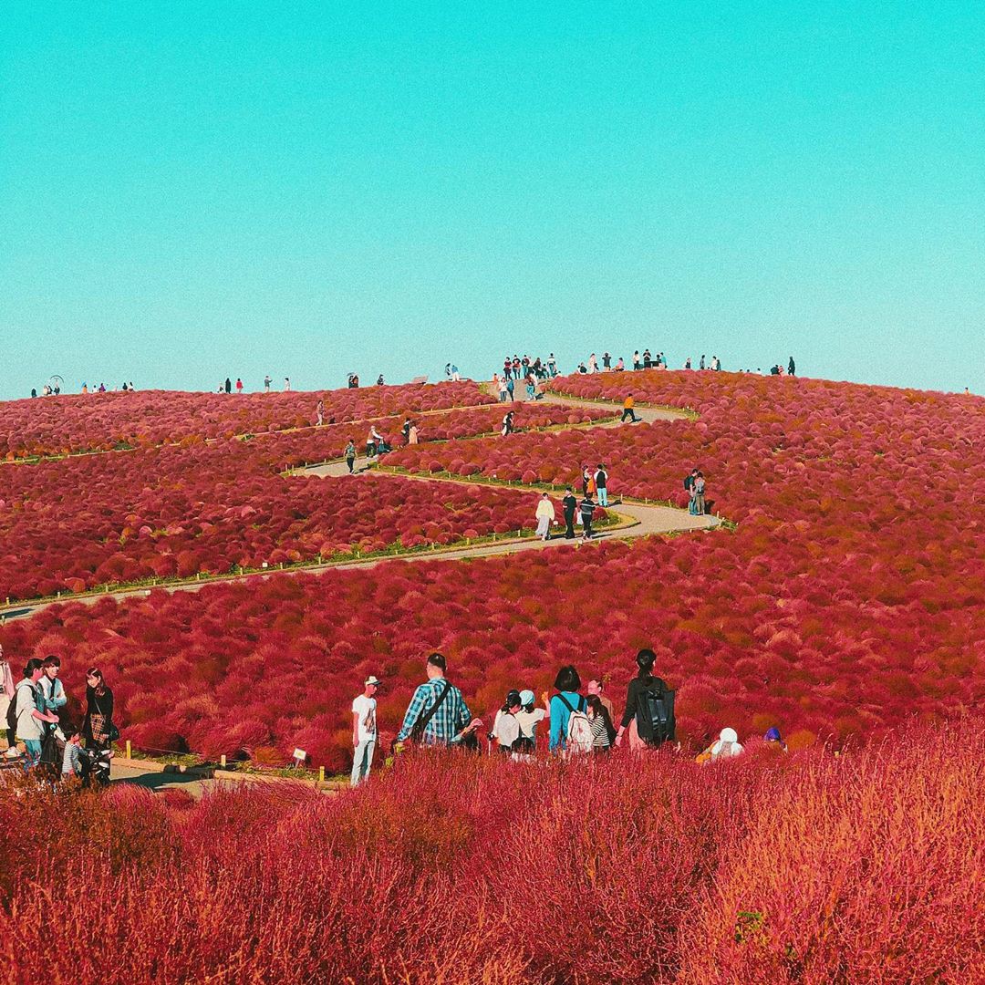 Đẹp nhất Nhật Bản mùa này chính là đồi cỏ Kochia đỏ rực, du khách đua nhau check-in đông không thấy lối đi - Ảnh 14.
