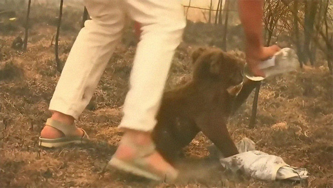 Dân mạng xúc động rơi nước mắt với hình ảnh người phụ nữ lao vào đám lửa lớn để giải cứu cho một chú gấu Koala đang bị thương nặng - Ảnh 5.