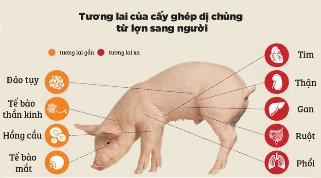 Đọc cuối tuần: Nội tạng từ những con lợn không tên sẽ cứu sống hàng ngàn bệnh nhân tuyệt vọng - Ảnh 6.