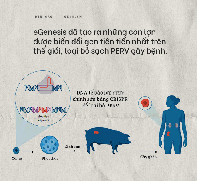 Đọc cuối tuần: Nội tạng từ những con lợn không tên sẽ cứu sống hàng ngàn bệnh nhân tuyệt vọng - Ảnh 8.
