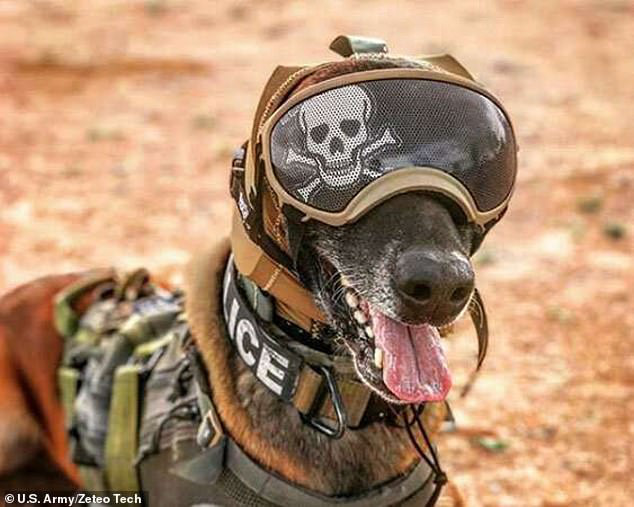 Chó đặc vụ của quân đội Mỹ sẽ được đội những chiếc mũ giáp cực ngầu: Tưởng cho vui nhưng lý do và công dụng đằng sau là cực kỳ nhân văn - Ảnh 2.