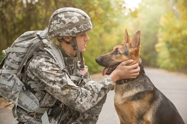 Bạn có thể tưởng tượng thế nào một chú chó có thể đóng vai trò quan trọng trong quân đội? Đó là điều mà bạn có thể cảm nhận được khi xem ảnh của chú chó dũng cảm này. Chi tiết chân thực và sắc nét sẽ khiến bạn ngạc nhiên và thích thú.