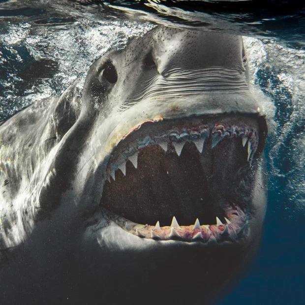 Loạt ảnh cận cảnh từng chi tiết hàm răng sắc nhọn và ánh mắt dữ tợn của cá mập trắng - hung thần đại dương khiến ai cũng khiếp sợ - Ảnh 1.