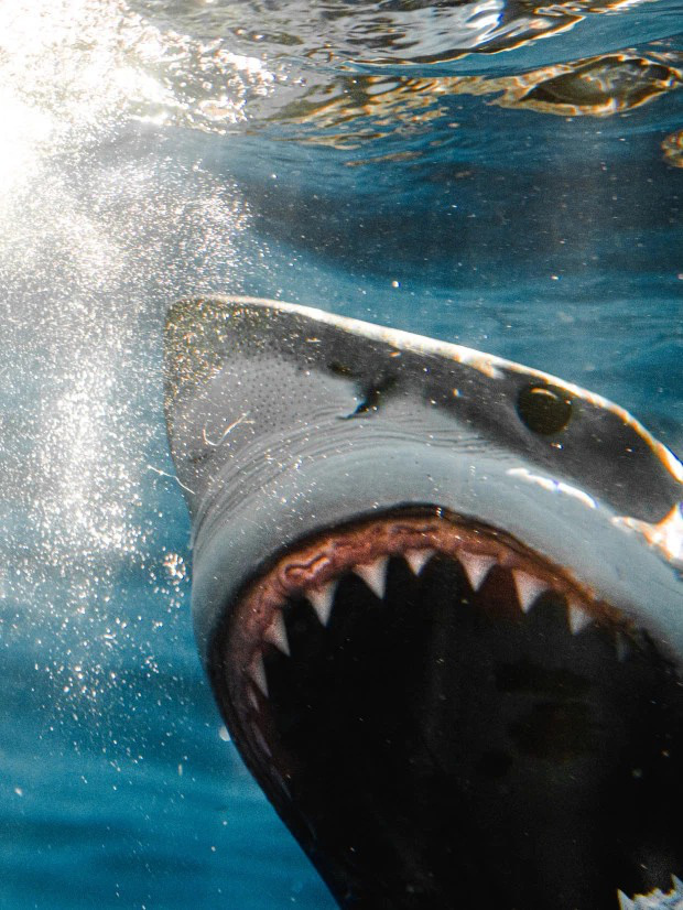 Loạt ảnh cận cảnh từng chi tiết hàm răng sắc nhọn và ánh mắt dữ tợn của cá mập trắng - hung thần đại dương khiến ai cũng khiếp sợ - Ảnh 3. Loạt ảnh cận cảnh từng chi tiết hàm răng sắc nhọn và ánh mắt dữ tợn của cá mập trắng - hung thần đại dương khiến ai cũng khiếp sợ - Ảnh 3.