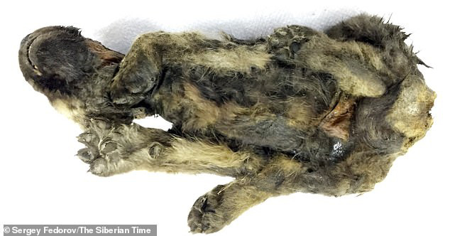 Phát hiện chú cún đã ngủ vùi dưới băng tuyết trong suốt 18.000 năm, cơ thể còn nguyên vẹn gần như tuyệt đối - Ảnh 3.