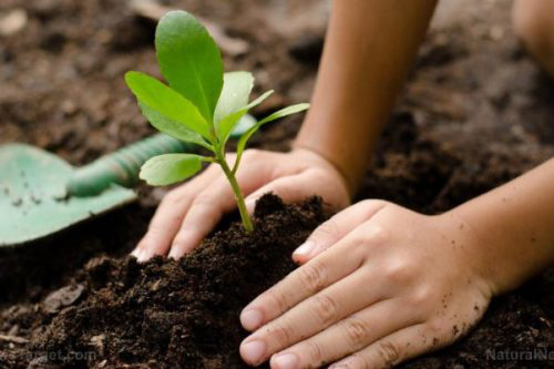 “Phản đối trồng cây là một phong trào cộng đồng” dù đồng ý hay không, bạn cũng phải hiểu đúng để thế giới có thêm một hi vọng xanh. - Ảnh 5.