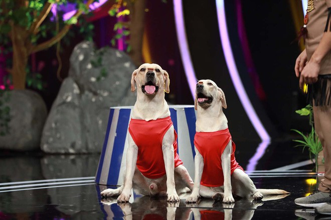 Chết cười Diệu Nhi làm tuesday trong chuyện tình của cặp đôi chú chó Củ Cải – Kim Chi - Ảnh 2.