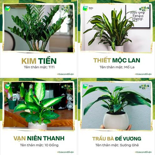 Chán khẩu nghiệp, các “liền anh”, “liền chị tìm ra thú vui mới xịn sò, rủ nhau bớt sân si - Ảnh 3.