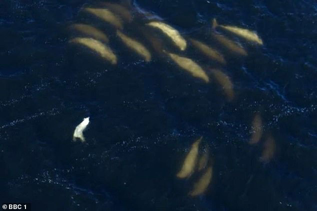 Khoảnh khắc xót xa phản ánh hệ quả của biến đổi khí hậu: Băng tan, gấu Bắc Cực đói khát liều mình tìm cách săn cá voi trắng - Ảnh 1.