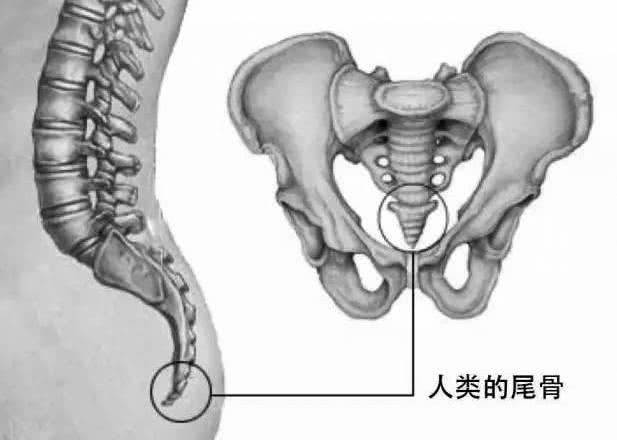 Hiện tượng lại giống khi con người có đuôi, lông tóc mọc khắp cơ thể: Là do tái hiện đặc điểm tổ tiên xa xưa hay chỉ là trò đùa của tạo hóa? - Ảnh 2.