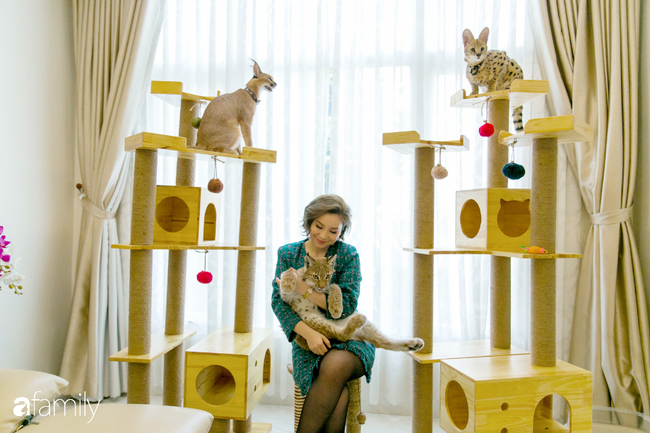 Trang Hà - Cô gái mang những chú mèo trị giá hàng tỷ đồng về Việt Nam và tiết lộ trào lưu nuôi thú cưng mới của giới đại gia và siêu giàu tại Sài Gòn - Ảnh 2.
