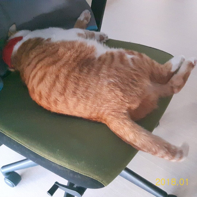 Boss mèo nặng 9,4kg quá to béo vạm vỡ, được tài trợ bao nhiêu đồ xịn mà mặc không vừa khiến sen than trời - Ảnh 6.